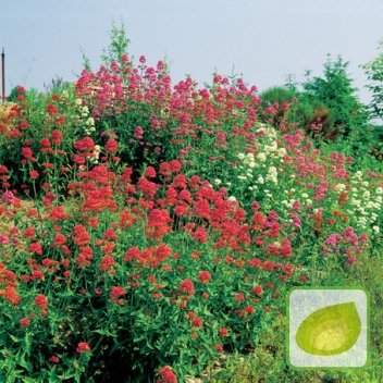 Nasiona Ostrogowiec Mix - Centranthus