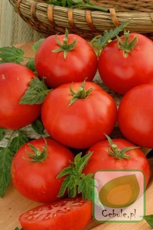 Nasiona Pomidor Do Uprawy Pod Osłony Pelikan