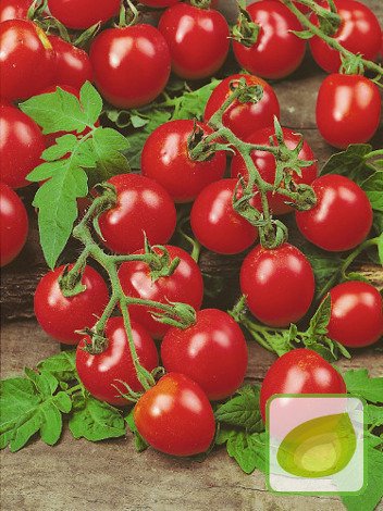 Nasiona Pomidor gruntowy karłowy Maskotka - TAŚMA