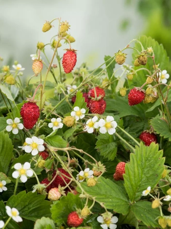 Nasiona Poziomka (Fragaria) Rugia