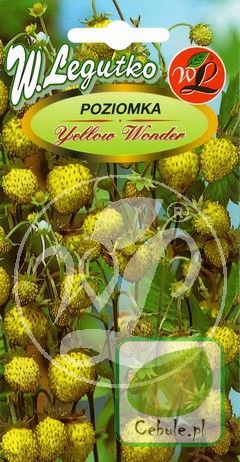Nasiona Poziomka Yellow Wonder Kremowożółta