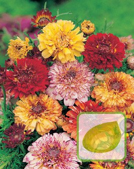 Nasiona Złocień Ogrodowy Mix - Chrysanthemum