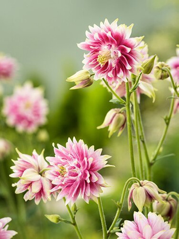 Orlik (Aquilegia) 'Barlow Nora'