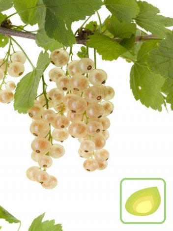 Porzeczka Biała (Ribes rubrum) - Krzew Owocowy