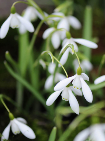 Przebiśnieg (Galanthus nivalis) 10 szt.