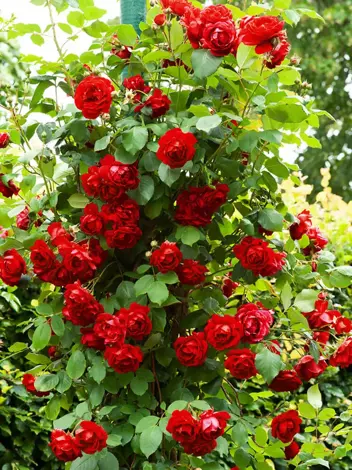 Róża Pnąca (Rosa) 'Abraxas'