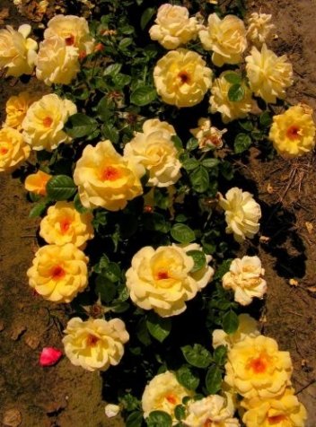 Róża (Rosa) Arthur Bell