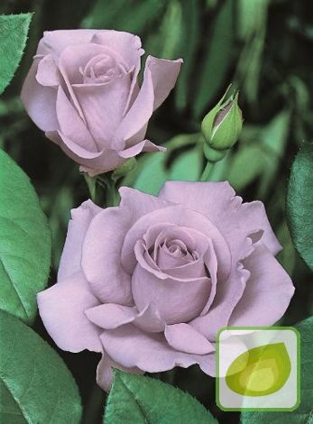 Róża (Rosa) Wielkokwiatowa 'Dr Blue'