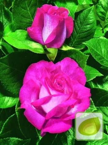 Róża (Rosa) Wielkokwiatowa Hybrid Tea - Bicolor