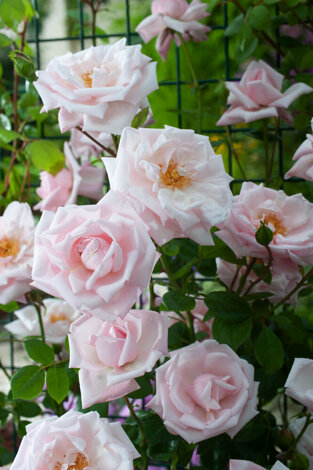Róża (Rosa) pnąca 'New Dawn'