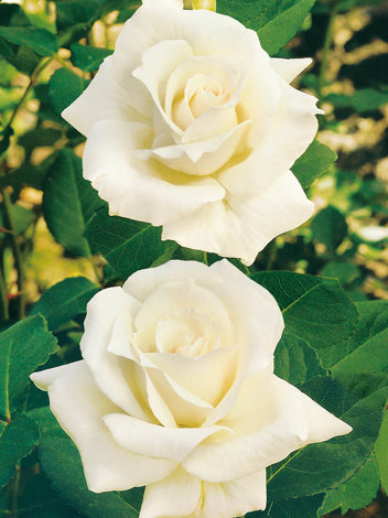 Róża Wielkokwiatowa (Rosa) 'Chopin'