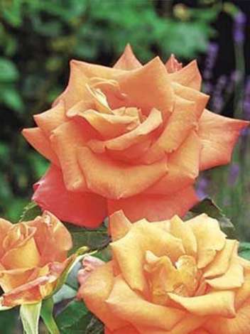 Róża Wielkokwiatowa (Rosa) 'Monika'