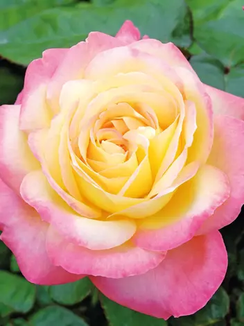 Róża Wielkokwiatowa (Rosa) 'Peace'