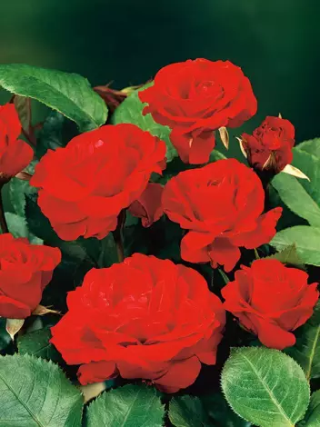 Róża rabatowa 'Nina'