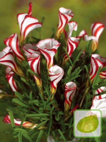 Szczawik (Oxalis) Versicolor Kwiat Lizak