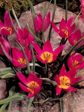Tulipan Botaniczny (Tulipa) 'Eastern Star' 10 szt.