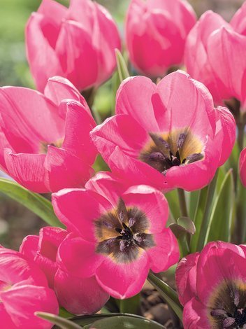 Tulipan Botaniczny (Tulipa violacea) 'Black Base' 10 szt.