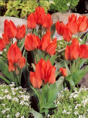 Tulipan Bukietowy (Tulipa) Orange 'Toronto' 5 szt.