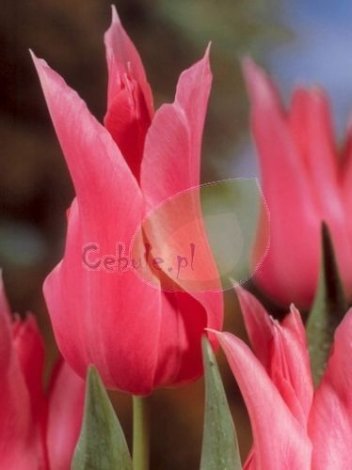 Tulipan China Pink