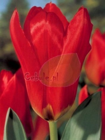 Tulipan Fostera ( Tulipa )  Red Emperor 5 szt.
