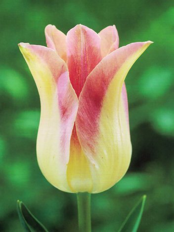 Tulipan Liliokształtny (Tulipa) 'Elegant Lady' 5 szt.