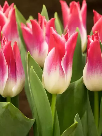 Tulipan Liliokształtny (Tulipa) 'Whispering Dream' 5 szt.