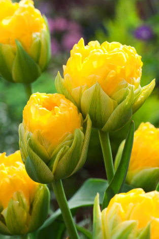 Tulipan Lodowy ( Tulipa ) Pop Up Yellow 1 szt