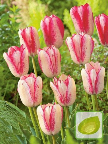 Tulipan Moulin Rouge