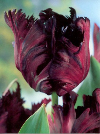 Tulipan Papuzi Tani (Tulipa) 'Black Parrot' 5 szt.