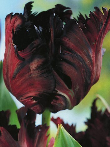 Tulipan Papuzi (Tulipa) 'Black Parrot' 3 szt.