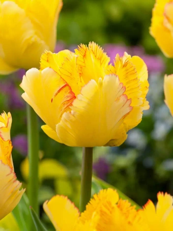 Tulipan Papuzi (Tulipa) 'Caribbean Parrot' 5 szt.