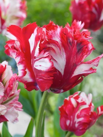 Tulipan Papuzi (Tulipa) 'Estella Rijnveld' 5 szt.