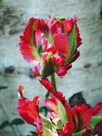 Tulipan Papuzi (Tulipa) 'Red Wave' 5 szt.