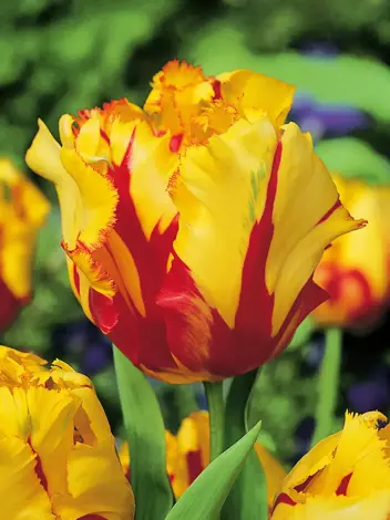 Tulipan Papuzi (Tulipa) 'Texas Flame' 5 szt.