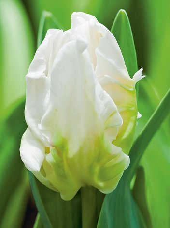 Tulipan Papuzi (Tulipa) 'Witte Rebel' 3 szt.