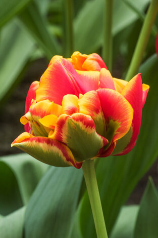Tulipan Pełny Późny  Cilesta (Tulipa ) 5 szt.