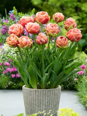 Tulipan Pełny Późny (Tulipa) 'Copper Image' 5 szt.