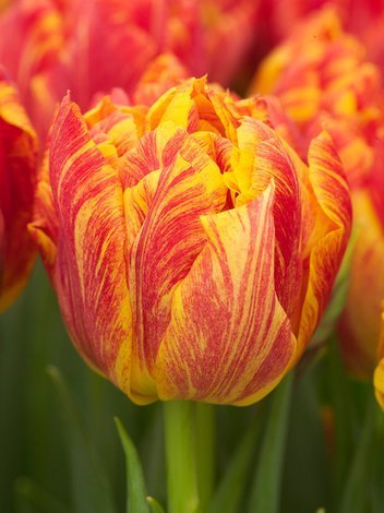 Tulipan Pełny Późny (Tulipa) 'Monte Flame' 5 szt.