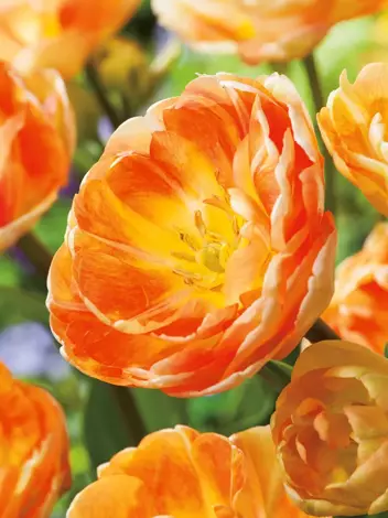 Tulipan Pełny Późny (Tulipa) 'Orange Angelique' 5 szt.