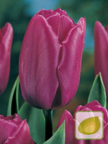 Tulipan Purple Bouquet