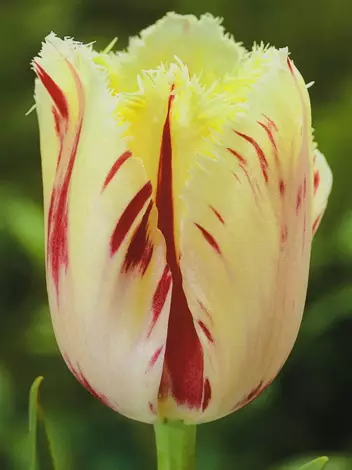 Tulipan Strzępiasty (Tulipa) 'Carrousel' 5 szt.