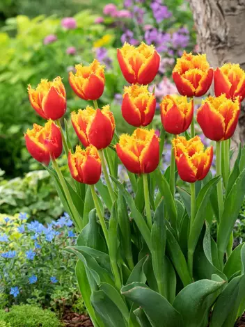 Tulipan Strzępiasty (Tulipa) 'Davenport' 5 szt.