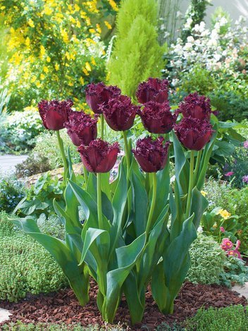 Tulipan Strzępiasty (Tulipa) 'Labrador' 5 szt.