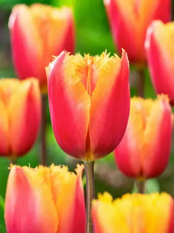Tulipan Strzępiasty (Tulipa) 'Lambada' 5 szt.
