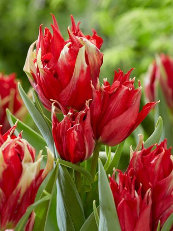 Tulipan Strzępiasty (Tulipa) 'Lily-flowering Red Spider' 5 szt.