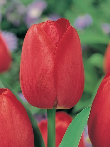Tulipan Triumph (Tulipa) Czerwony Najtańszy 15 szt.