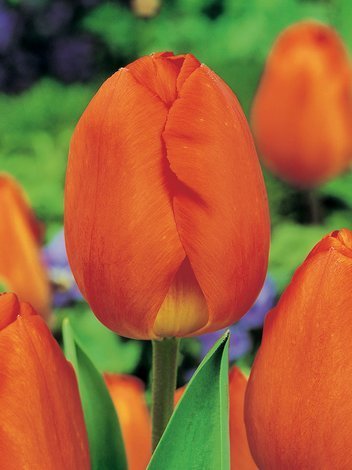 Tulipan Triumph (Tulipa) Pomarańczowy Najtańszy 15 szt.