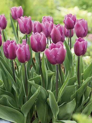 Tulipan Triumph (Tulipa) 'Purple Flag' 5 szt.
