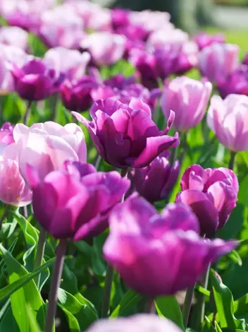 Tulipan Triumph (Tulipa) 'Purple Rain' 5 szt.