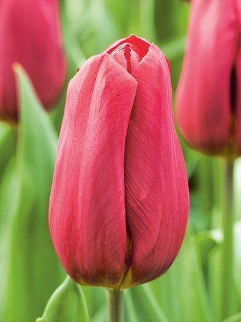 Tulipan Triumph (Tulipa) 'Strong Love' 5 szt.